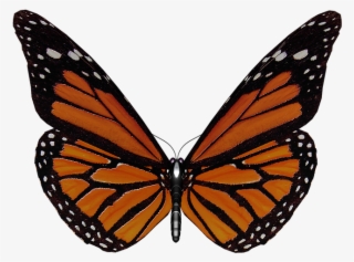 Butterfly Illustration 21, Buy Clip Art - Papillon Ailes
