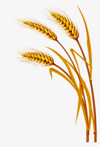 Wheat Png - Wheat Vector
