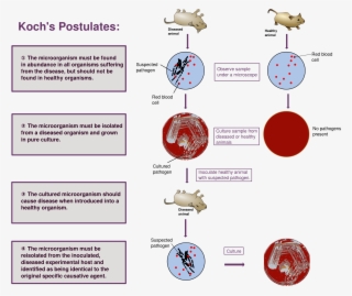 Koch's Postulates Wikipedia Cancer Cells Germ Pathogen - History Of Immunology Timeline