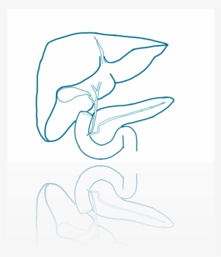 Surgeon Drawing Pancreas Png Transparent - Illustration