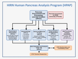 Hirn Human Pancreas Analysis Program - Diagram