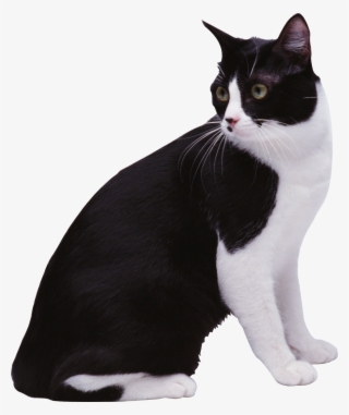 Black & White Cat Png Image - Кот Черно Белый Png