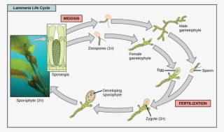 The Life Cycle Of The Brown Algae, Laminaria, Begins - Brown Algae Reproduction Cycle