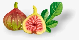 Health Benefits Of Figs - Common Fig