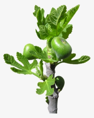 Fig, Buds, Fruit, Tree - Stock.xchng