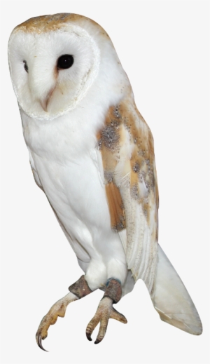 Barn Owl Png Background Image - Barn Owl