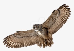 Barn Owl Png Picture - Flying Owl Transparent Background