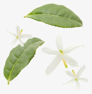 Green Tea Leaves, Jasmine Flowers - Jasmine Tea Leaf Png
