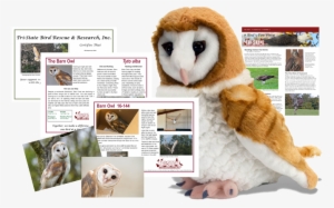 Barn Owl Package - Ck Barn Owl 12" Plush