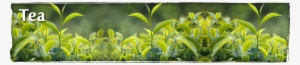 Buy Chinese Tea, Japanese Tea, Organic Tea, Loose Tea, - Green Tea Bud And Fresh Leaves Photography