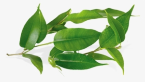 Tea Tree - Tea Tree Leaves Png