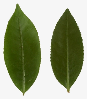 10 Centimetres - White Willow