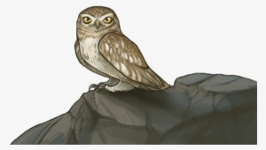 Littleowlnight - Western Screech Owl