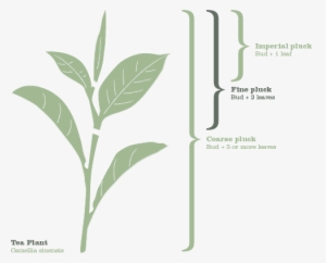 Plucking Tea - Tree
