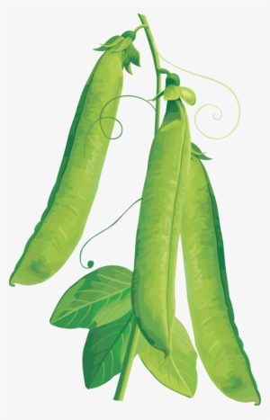 Free Png Pea Png Images Transparent - Vegetables Vector