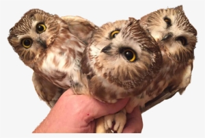 Three Baby Owls In Hand For Psbattle - Parliament Of Owls