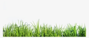Tall Grass Nature - Transparent Background Grass Png