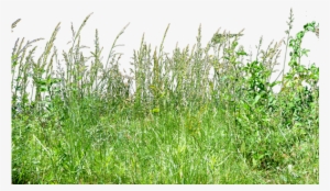 Free Icons Png - Tall Grass Grass Png