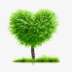 Stock Photo Green Grass And Heart Shape Tree On White - Family Tree Background Png