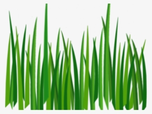 Grass Clipart Clear Background - Grass Texture