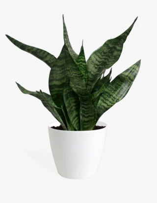 Sansevieria Hahnii Small - Sansevieria