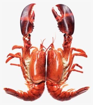 Image Library Library Homarus Seafood Barbecue Caridea - Lobster