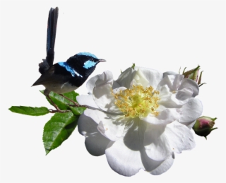 White Rose Png 23, Buy Clip Art - Bird