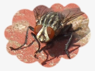 Pinche Mosca - House Fly