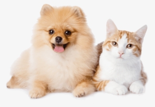 Dog And Cat Resting - Pomeranian And A Cat