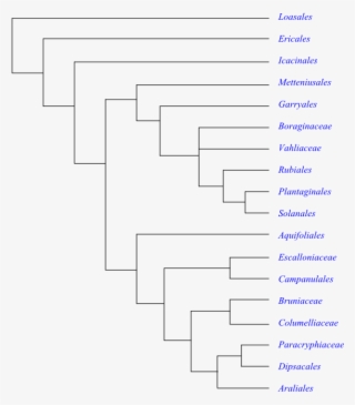 Phylogeny Of Asteridae Based On Dna Sequence Data - Cyperaceae Phylogeny
