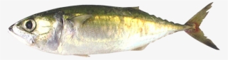 Indian Mackerel - Oily Fish