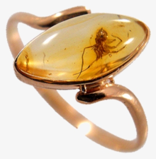 These Pair Of Entomologists Showed Their Love By Wearing - Amber Ring Bug