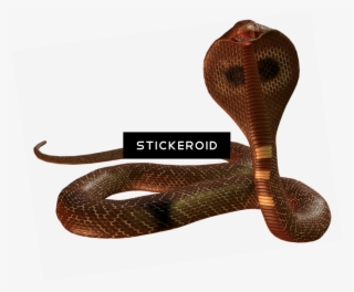 Cobra Snake - Indian Cobra
