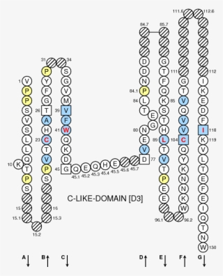 Collier Oncmyk Uga C Like Domain - Hla