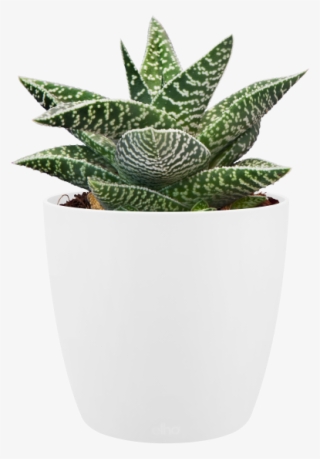 Home > Collection > Brussels Round Mini - Mini Pot Plant Png