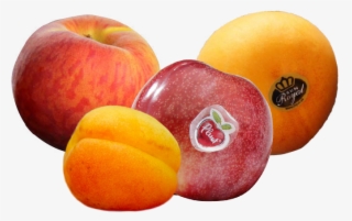 Commercial Department - Apricot
