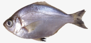 Walleye Surfperch - Pomacentridae