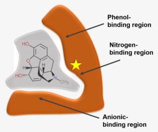 Schematic Of The M-receptor Binding Morphine - Receptor