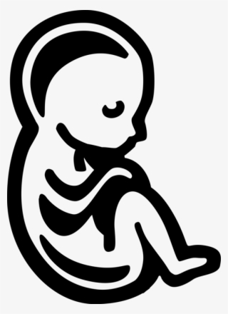 Vector Illustration Of Fetus Prenatal Human Between - Fetus Clipart Transparent Background
