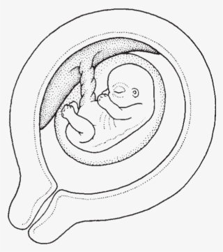 At Five Weeks, Your Baby's Brain And Spinal Cord And - Line Art