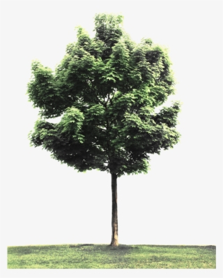 Street Tree Png - Tree Perspective Png