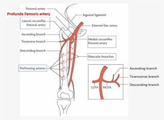 Femoral Profunda Femoris Arteries Branches Structures - Profunda Femoris Artery