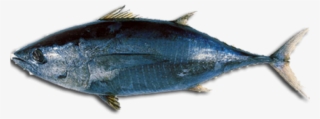 Black Tuna