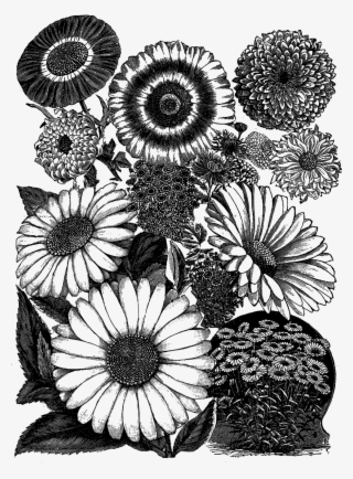 Digital Daisy Artwork Illustration Download - Practical Science For Gardeners