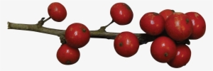 Fruit - Holly Berries Red Png