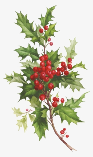 Christmas Clipart - Branche De Houx Tradition
