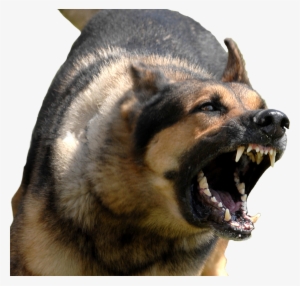 Angry Dog Transparent