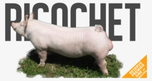 Ricochet - Domestic Pig