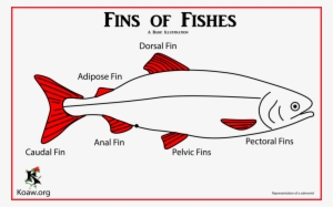Fins Overview - Fins Of Fish