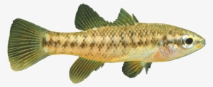 River Fish Png Clip Download
